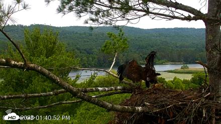 VINS Bald Eagles Nest Live Cams - Jul 6, 2026, 1:41pm EDT
