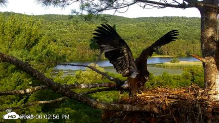 VINS Bald Eagles Nest Live Cams - Jul 17, 2026, 6:04pm EDT
