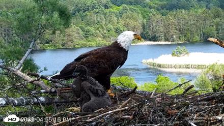 VINS Bald Eagles Nest Live Cams - May 27, 2026, 4:56pm EDT