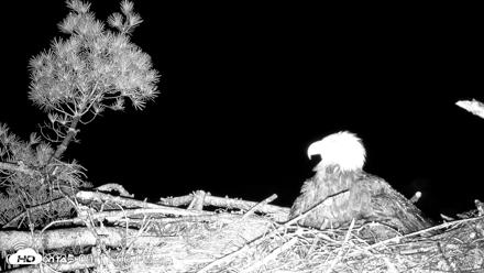 VINS Bald Eagles Nest Live Cams - May 31, 2026, 9:12pm EDT