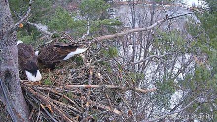 VINS Bald Eagles Nest Live Cams - Mar 12, 2026, 2:36pm EDT