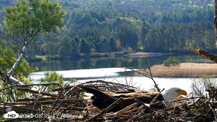 VINS Bald Eagles Nest Live Cams - May 4, 2026, 8:36am EDT