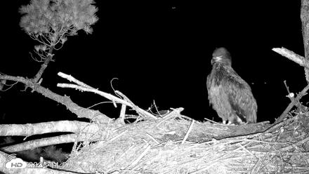 VINS Bald Eagles Nest Live Cams - Jun 20, 2026, 11:28pm EDT