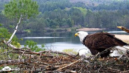 VINS Bald Eagles Nest Live Cams - May 10, 2026, 7:52am EDT