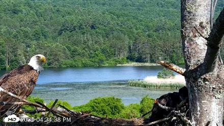 VINS Bald Eagles Nest Live Cams - Jun 14, 2026, 4:37pm EDT