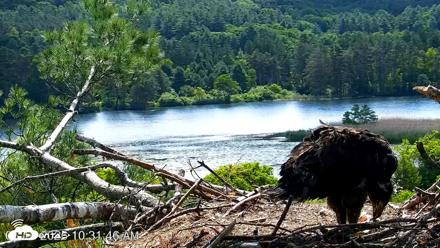 VINS Bald Eagles Nest Live Cams - Jun 16, 2026, 10:32am EDT