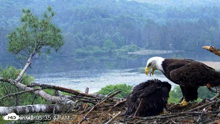 VINS Bald Eagles Nest Live Cams - Jun 12, 2026, 5:36am EDT