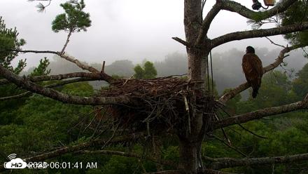 VINS Bald Eagles Nest Live Cams - Aug 19, 2026, 6:02am EDT