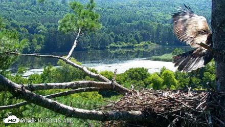 VINS Bald Eagles Nest Live Cams - Jul 24, 2026, 10:54am EDT