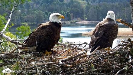 VINS Bald Eagles Nest Live Cams - Apr 29, 2026, 9:42am EDT