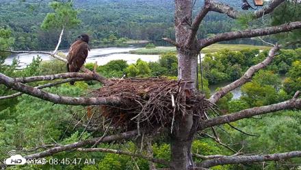VINS Bald Eagles Nest Live Cams - Aug 17, 2026, 8:47am EDT