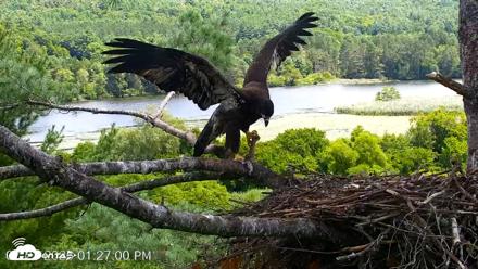 VINS Bald Eagles Nest Live Cams - Jul 23, 2026, 1:27pm EDT