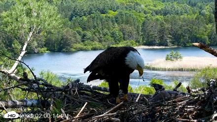 VINS Bald Eagles Nest Live Cams - May 26, 2026, 2:02pm EDT