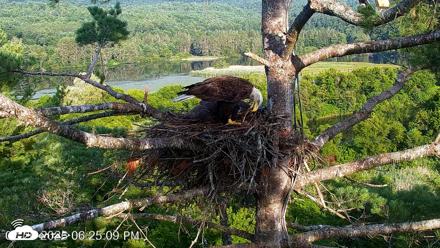 VINS Bald Eagles Nest Live Cams - Jul 26, 2026, 6:26pm EDT