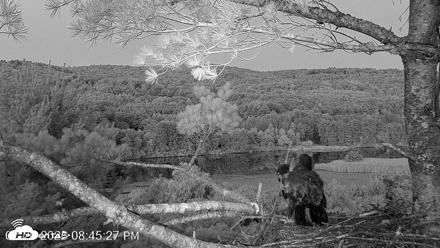 VINS Bald Eagles Nest Live Cams - Jul 20, 2026, 8:46pm EDT