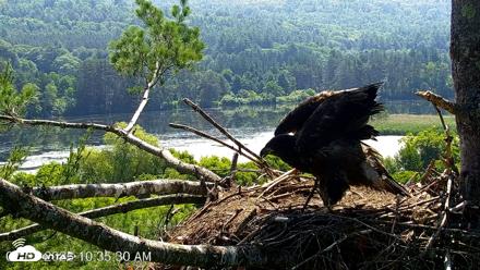 VINS Bald Eagles Nest Live Cams - Jul 1, 2026, 10:38am EDT