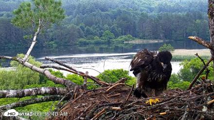 VINS Bald Eagles Nest Live Cams - Jun 26, 2026, 9:37am EDT