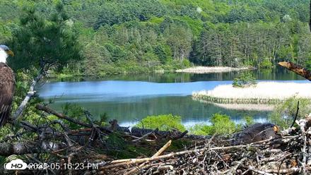 VINS Bald Eagles Nest Live Cams - May 22, 2026, 5:17pm EDT