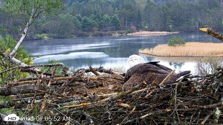VINS Bald Eagles Nest Live Cams - May 2, 2026, 7:06am EDT