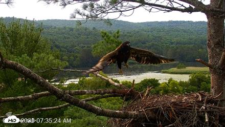 VINS Bald Eagles Nest Live Cams - Jul 18, 2026, 7:37am EDT