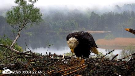 VINS Bald Eagles Nest Live Cams - May 14, 2026, 9:05am EDT