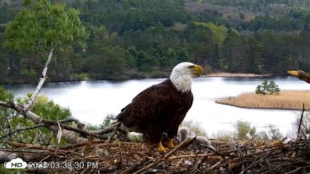 VINS Bald Eagles Nest Live Cams - May 5, 2026, 3:39pm EDT