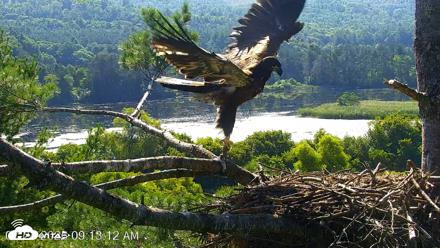 VINS Bald Eagles Nest Live Cams - Jul 24, 2026, 9:13am EDT