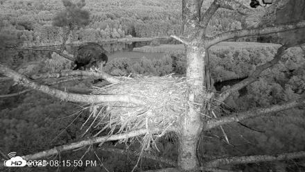 VINS Bald Eagles Nest Live Cams - Aug 14, 2026, 8:16pm EDT