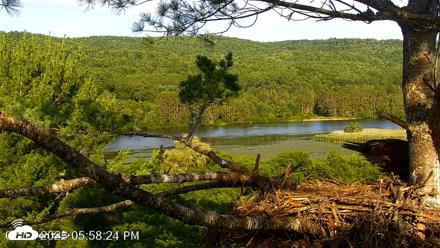 VINS Bald Eagles Nest Live Cams - Jul 17, 2026, 5:59pm EDT