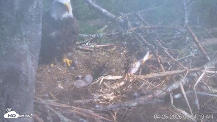 VINS Bald Eagles Nest Live Cams - Apr 25, 2026, 9:54am EDT