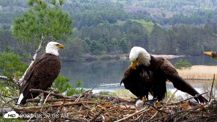 VINS Bald Eagles Nest Live Cams - May 6, 2026, 8:37am EDT