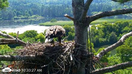 VINS Bald Eagles Nest Live Cams - Jul 26, 2026, 10:34am EDT