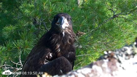 VINS Bald Eagles Nest Live Cams - Jul 26, 2026, 8:20am EDT