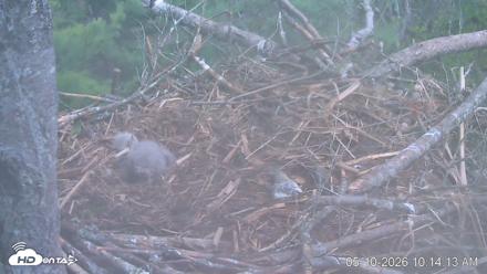 VINS Bald Eagles Nest Live Cams - May 10, 2026, 10:14am EDT