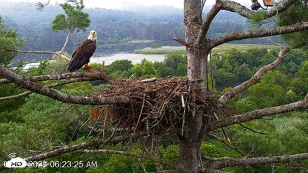 VINS Bald Eagles Nest Live Cams - Aug 8, 2026, 6:24am EDT