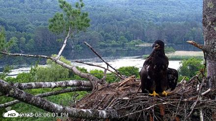 VINS Bald Eagles Nest Live Cams - Jul 1, 2026, 8:06pm EDT