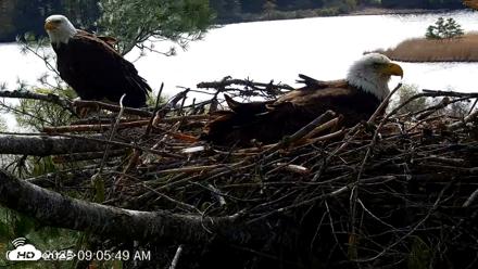 VINS Bald Eagles Nest Live Cams - May 3, 2026, 9:06am EDT