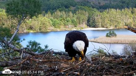 VINS Bald Eagles Nest Live Cams - May 8, 2026, 5:46pm EDT