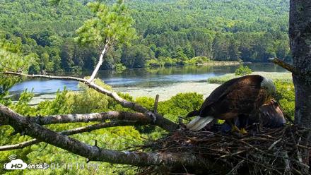 VINS Bald Eagles Nest Live Cams - Jul 24, 2026, 1:11pm EDT
