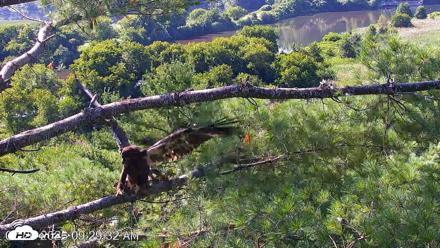 VINS Bald Eagles Nest Live Cams - Jul 26, 2026, 9:30am EDT