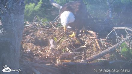 VINS Bald Eagles Nest Live Cams - Apr 26, 2026, 5:34pm EDT