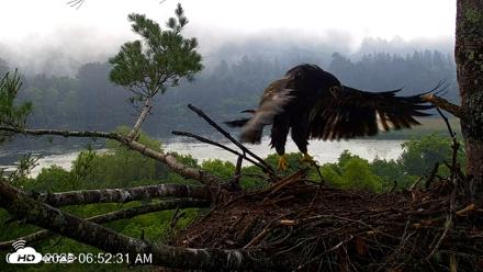 VINS Bald Eagles Nest Live Cams - Jul 1, 2026, 6:53am EDT