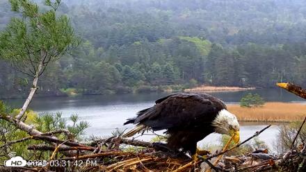 VINS Bald Eagles Nest Live Cams - May 6, 2026, 3:32pm EDT