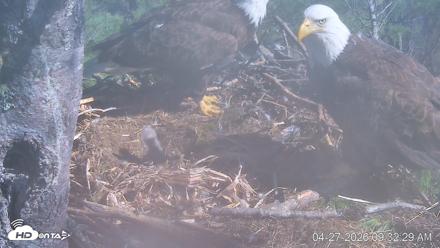 VINS Bald Eagles Nest Live Cams - Apr 27, 2026, 9:33am EDT