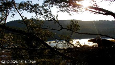 VINS Bald Eagles Nest Live Cams - Mar 10, 2026, 8:19am EDT