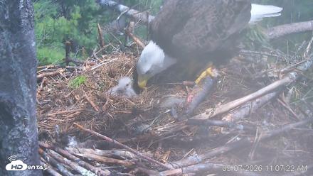 VINS Bald Eagles Nest Live Cams - May 7, 2026, 11:08am EDT