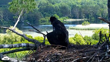 VINS Bald Eagles Nest Live Cams - Jun 29, 2026, 2:28pm EDT