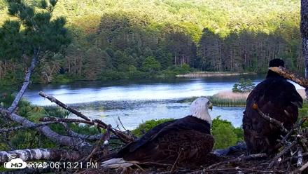 VINS Bald Eagles Nest Live Cams - Jun 17, 2026, 6:14pm EDT