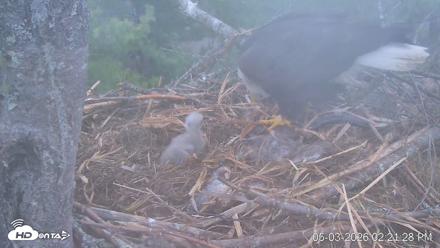 VINS Bald Eagles Nest Live Cams - May 3, 2026, 2:22pm EDT