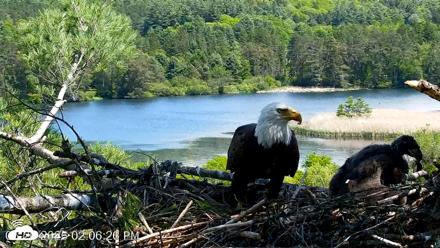 VINS Bald Eagles Nest Live Cams - May 26, 2026, 2:07pm EDT